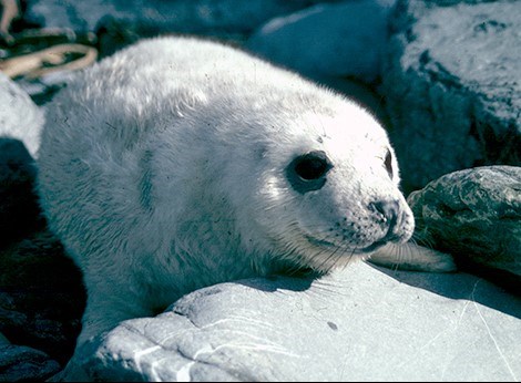 Seal on Skomer