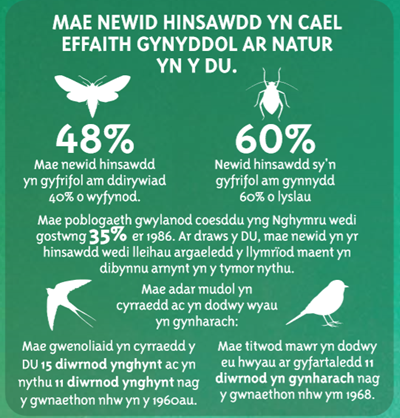 Mae newid hinsawdd yn cael effaith gynyddol ar natur yn y du. 48% mae newid hinsawdd yn gyfrifol am ddirywiad 40% o wyfynod. 60% newid hinsawdd sy'n gyfrifol am gynnydd 60% o lyslau. Mae poblogaeth gwylanod caesddu yng Nghymru wedi gostwng 35% er 1986. Ar draws y DU, mae newid yn yr hinsawdd wedi lleihau argaeledd y llymriod maent yn dibynnu amynt yn y tymor nythu. Mae adar mudol yn cyrraedd ac yn dodwy wyau yn gynharach. Mae gwenoliaid yn cyrraedd y DU 15 diwrnod ynghynt ac yn nythu 11 diwrnod ynghynt nag y gwnaethon nhw yn y 1960au. Mae titwod mawr yn dodwy eu hwyau ar gyfartaledd 11 diwrnod yn gynharach nag y gwnaethon nhw ym 1968.