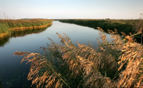 Uskmouth reedbeds