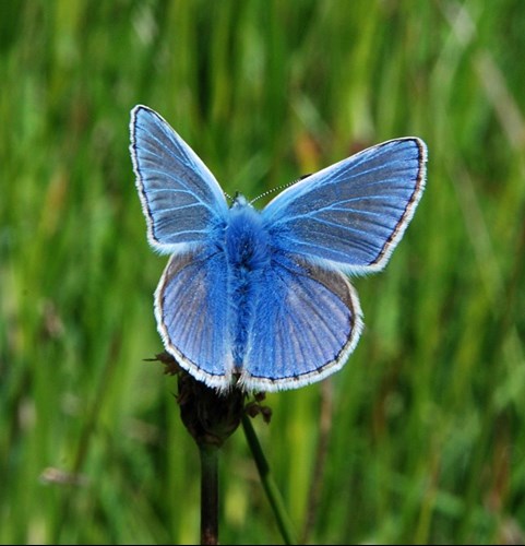 Common blue butterfly in Cefn Cribwr