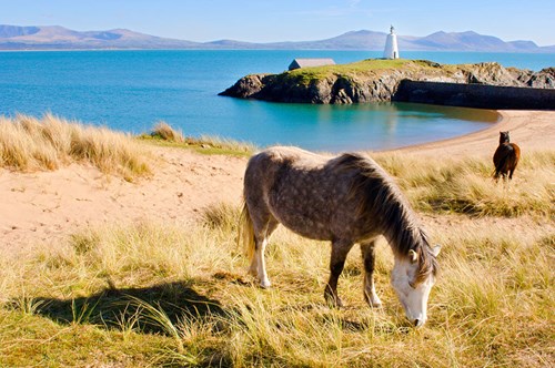 Goleudy Ynys Llanddwyn hefo merlen mynydd Cymraeg yn por