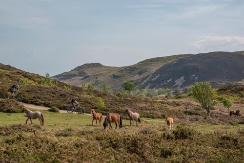 Beiciau mynydd a merlod Gwyllt yn pori ar y Carneddau gyda mynydd anghysbell a garw yn y cefndir