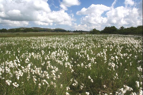 Tal y Llun peatlands