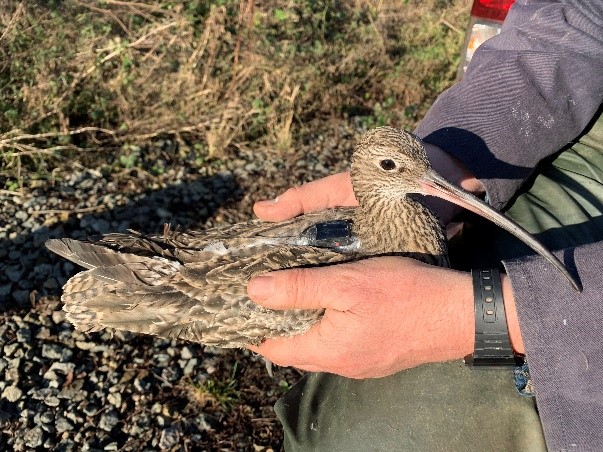 overwintering curlew